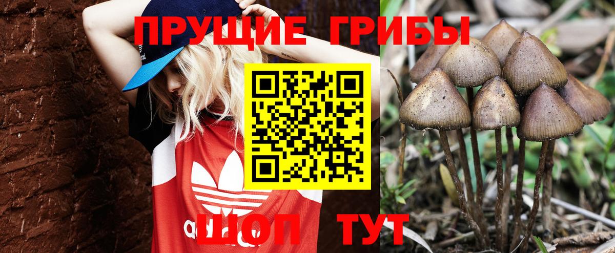 Галлюциногенные грибы прущие грибы  Вход с VPN  Псилоцибиновые грибы Psilocybe  Топки 
